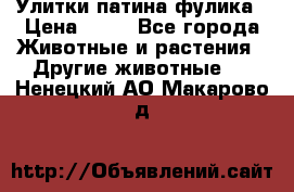 Улитки патина фулика › Цена ­ 10 - Все города Животные и растения » Другие животные   . Ненецкий АО,Макарово д.